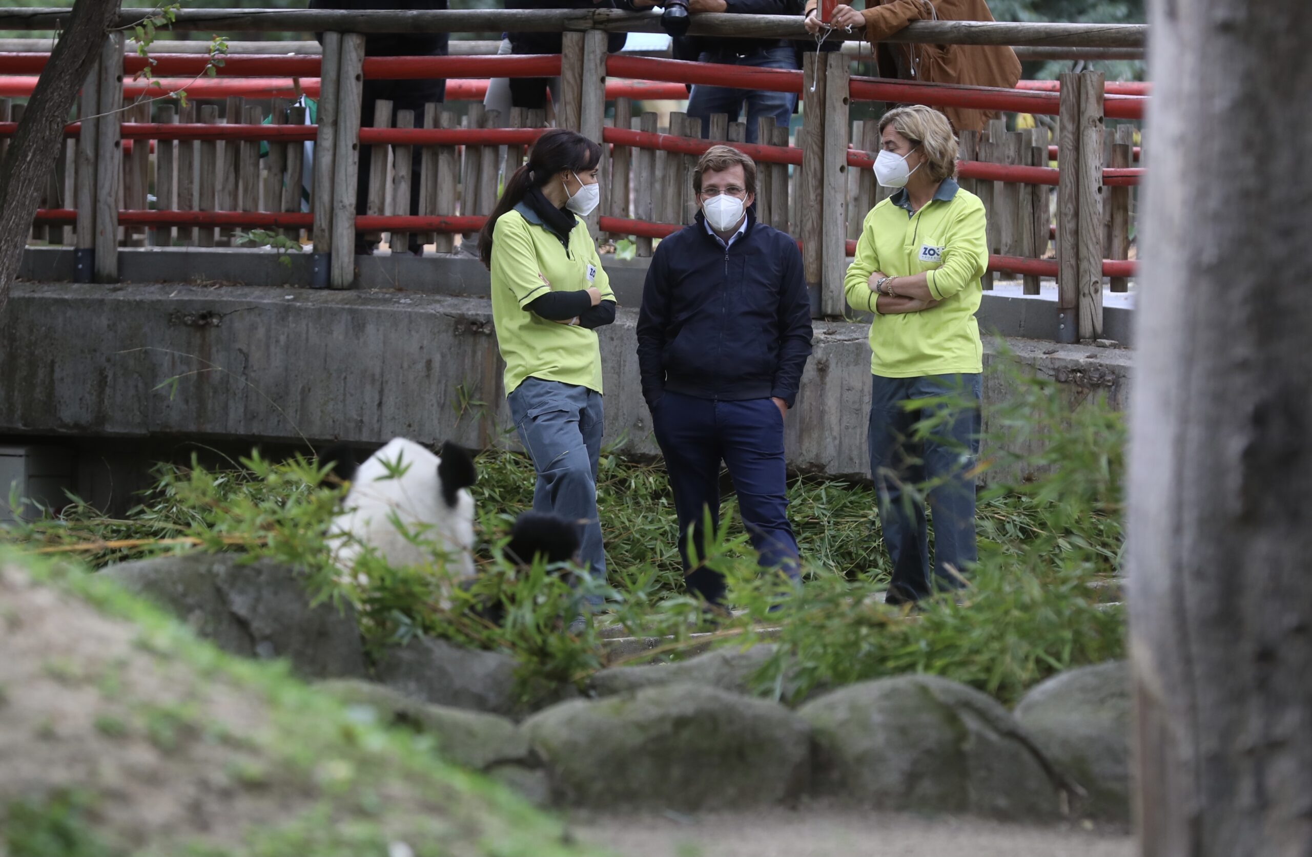 Almeida conoce a los gemelos de oso panda nacidos en el Zoo Aquarium de Madrid