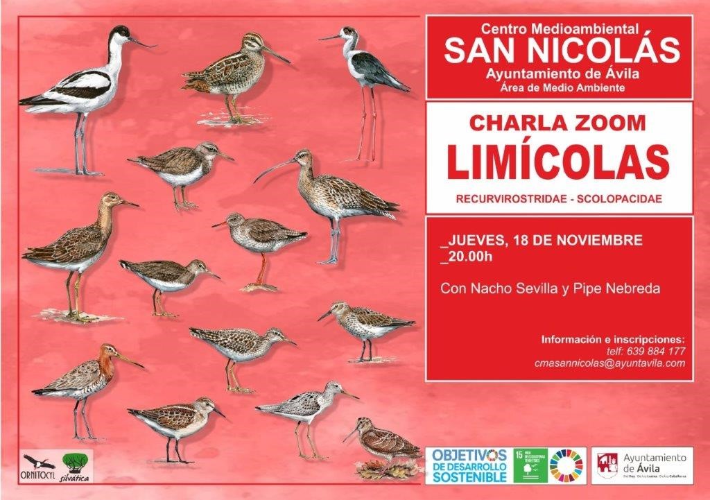 Charla Zoom dedicada a las aves limícolas.