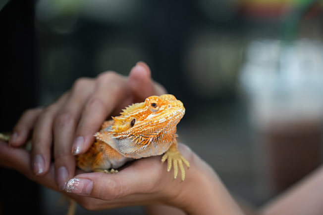 La federación de Asociaciones Unidas por la Naturaleza y los Animales explica qué pasara esta Navidad si se quiere regalar un animal exótico
