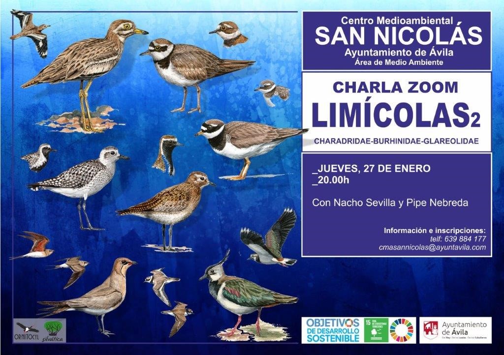 Charla Zoom: Las aves limícolas