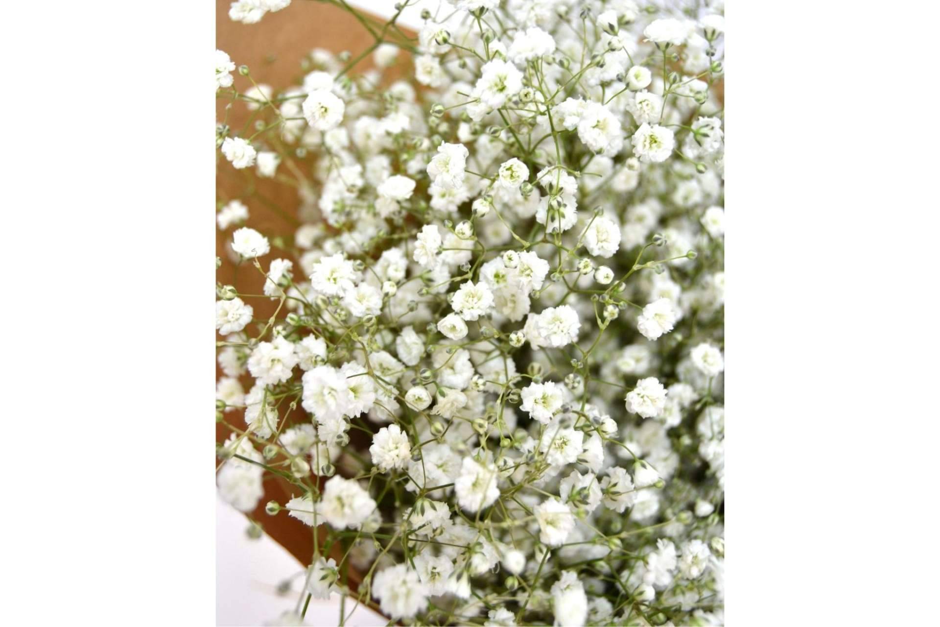 El ramo paniculata blanca de Rosistirem, un regalo ideal
