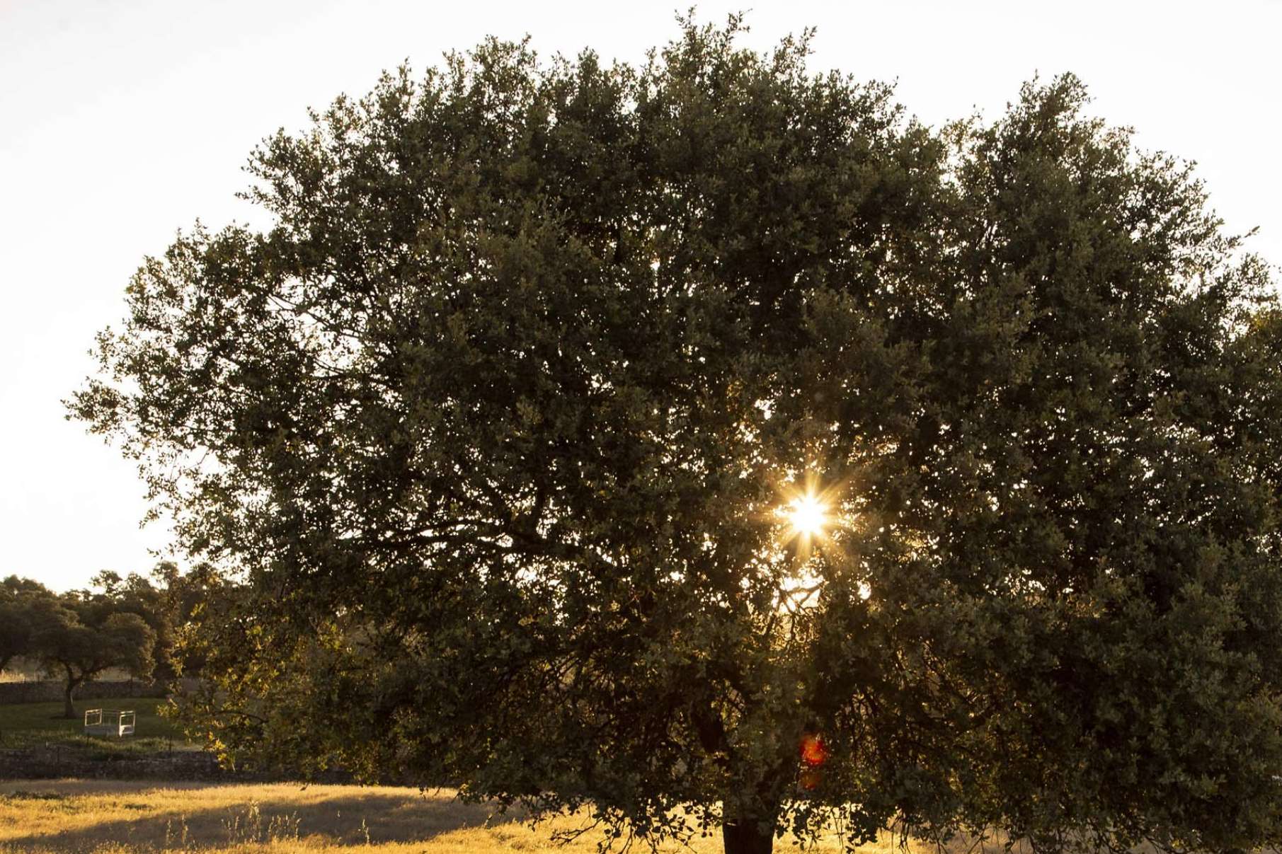 Los Biencriados de Finca Roncales