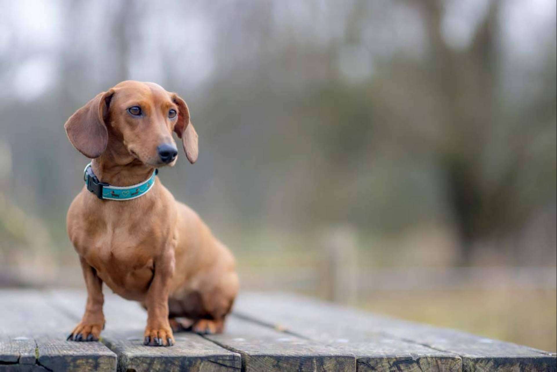 Guía completa para el cuidado del perro salchicha por Dogfy Diet