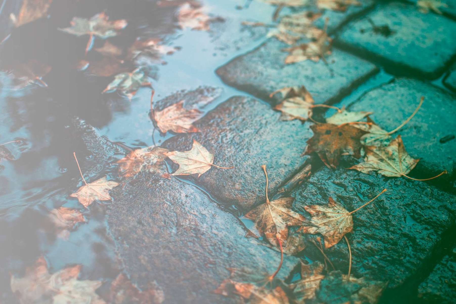 Lluvias e impermeabilización; Estrategias para prevenir humedades en casa