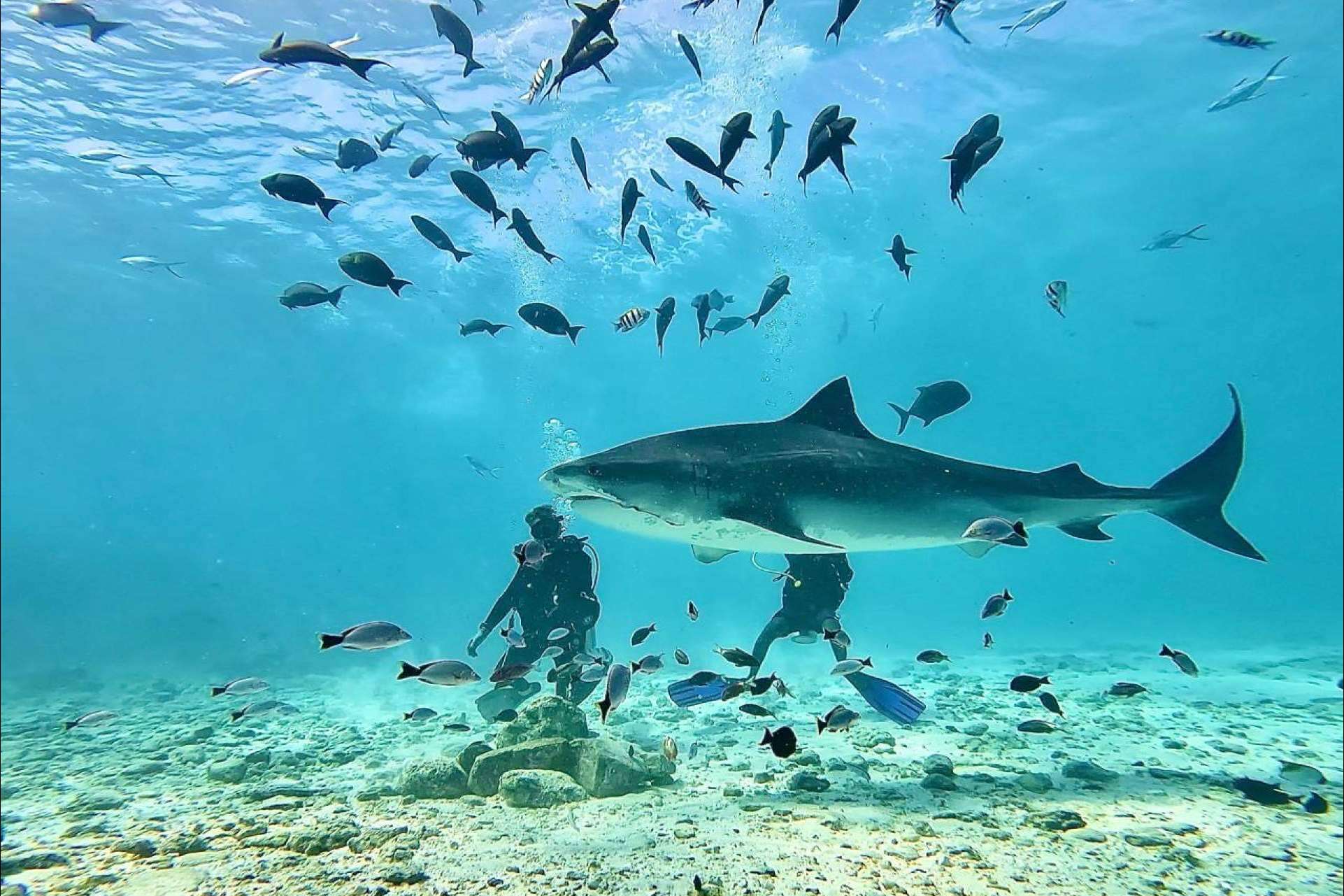 Drop Dive Maldives, una escuela de buceo de referencia en Maldivas