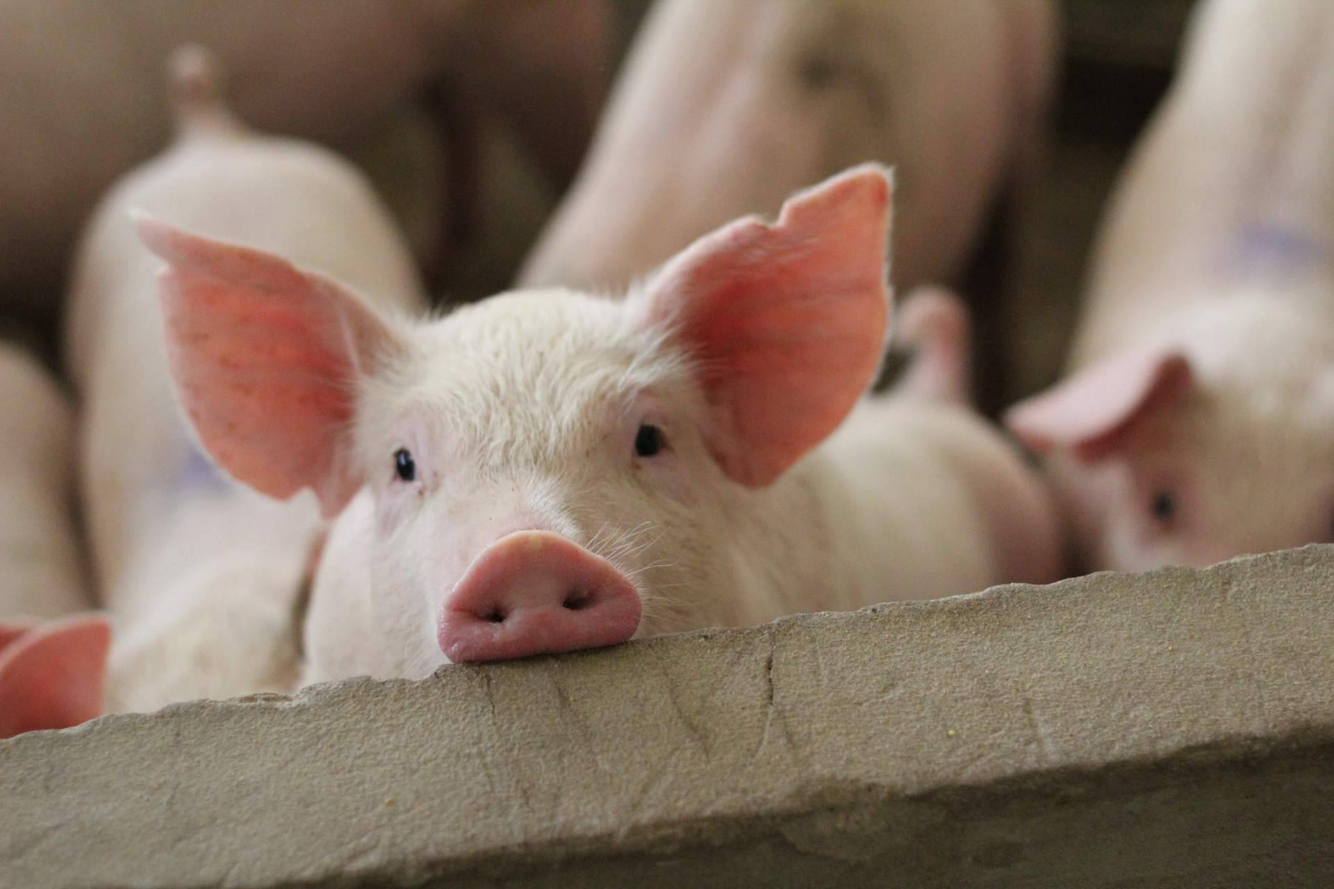 Cerdo ecológico, ibérico o blanco; claves para entender las diferencias
