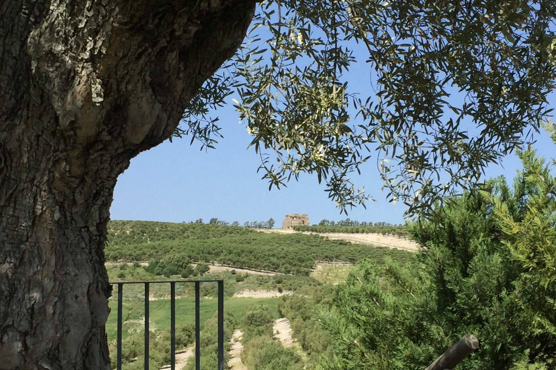 Bodegas Miguel Domecq presenta Torre de Ceres Rosado, la nueva expresión del viñedo de Entrechuelos