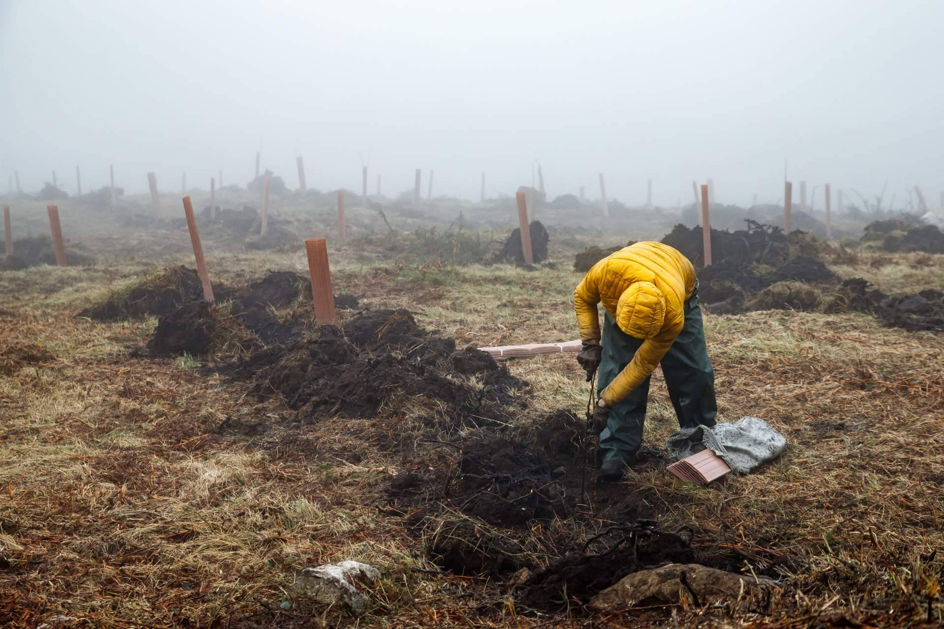 Cuando reforestar también crea empleo; el papel de los bosques en la economía rural