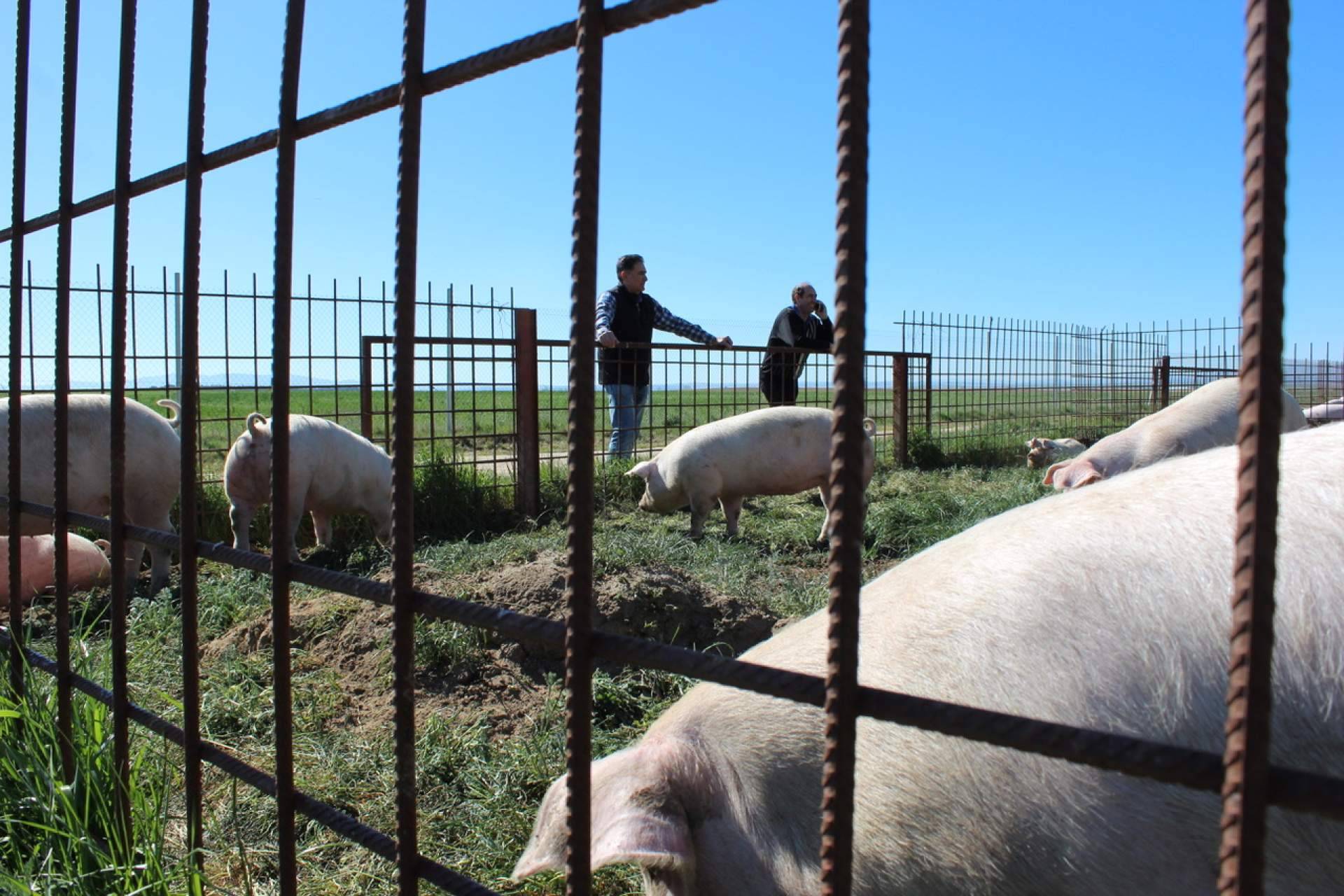 Las granjas familiares, esenciales para mantener viva la economía rural en España