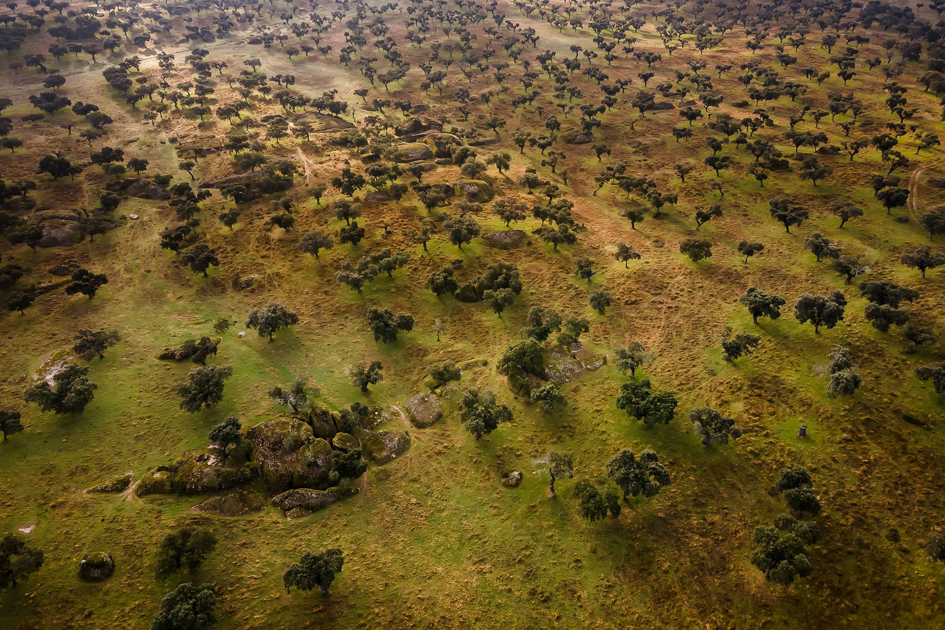 La harina de bellota; un alimento ancestral que vuelve a la mesa