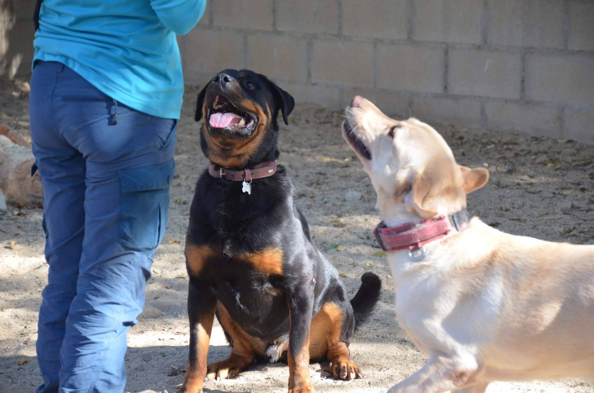 Elegir una residencia para mascotas de Madrid en primavera