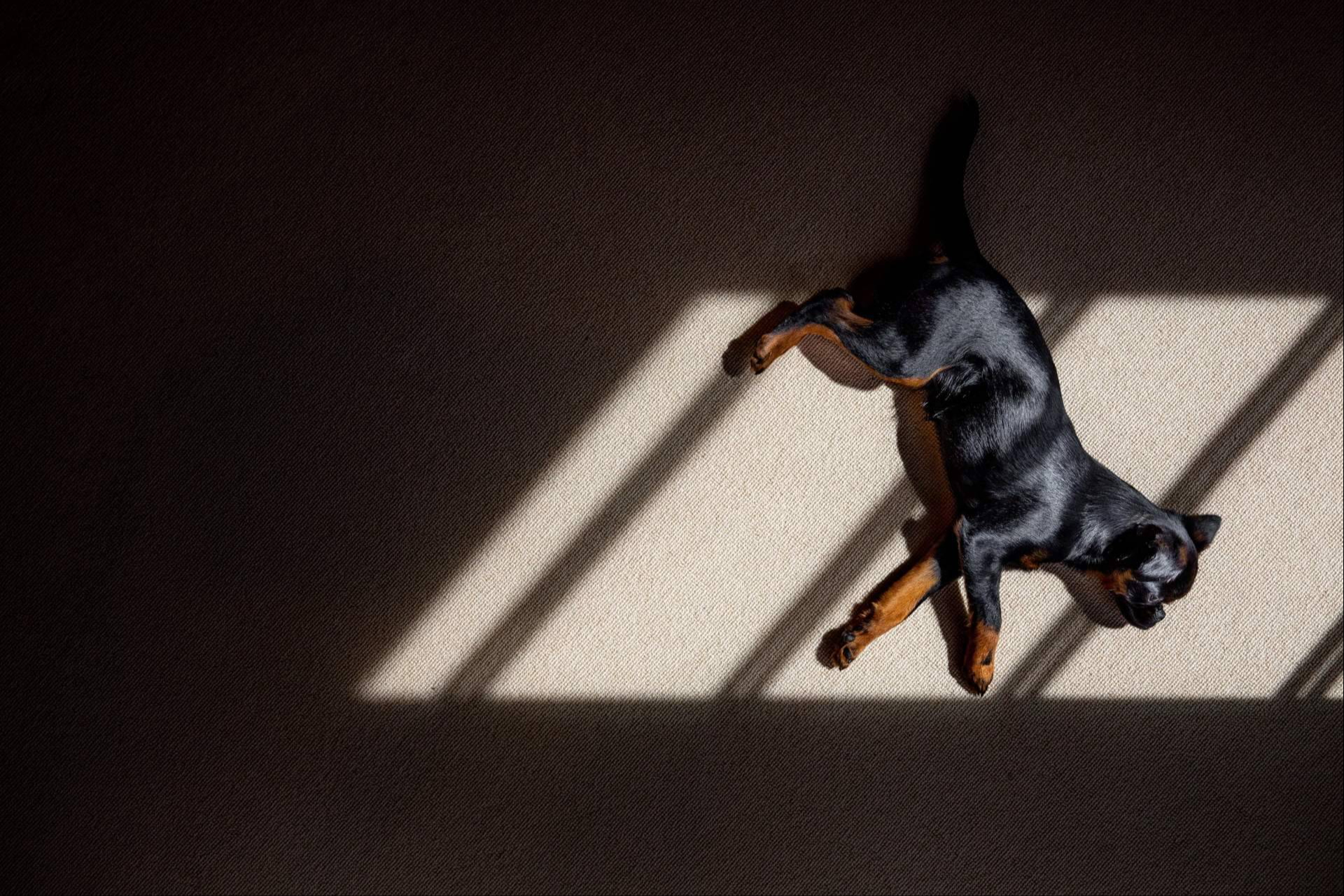 Cuándo puede tener sentido incluir probióticos en perros y por qué Livopets marca la diferencia