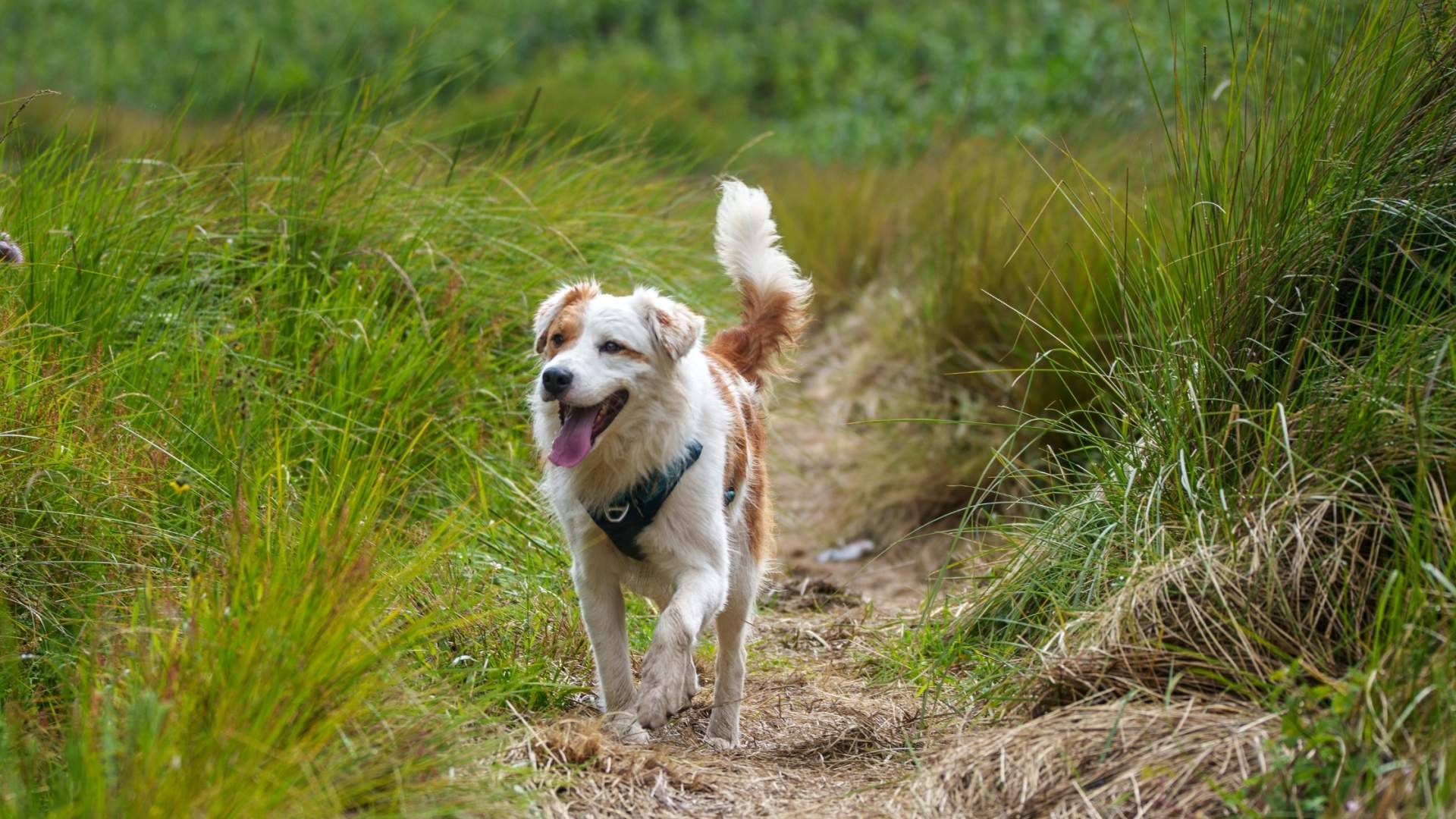 Friendog estrena geolocalización social para perros y supera los 250.000 usuarios