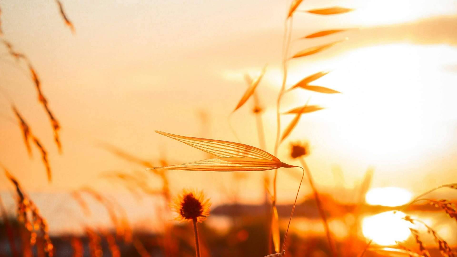 Calor adelantado y síntomas de alergia primaveral; el impacto del 'Primaverano'