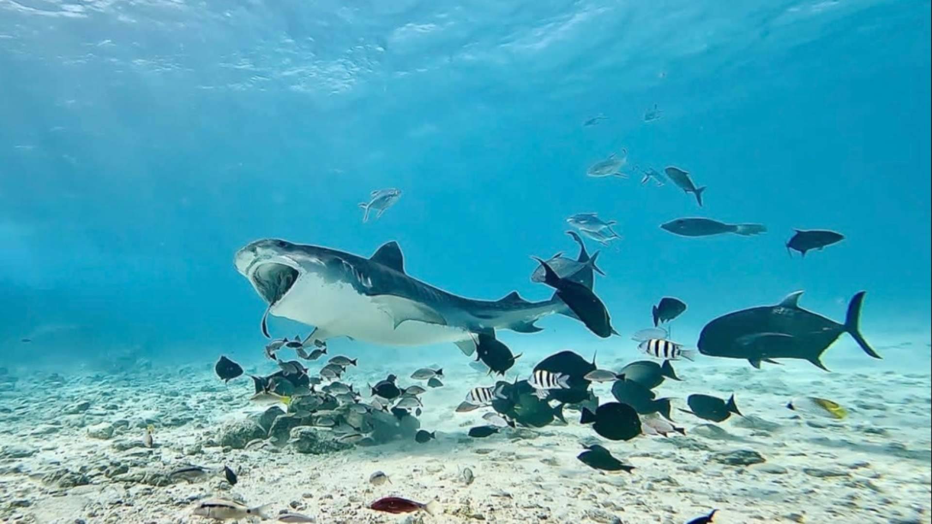 Fuvahmulah, Maldivas donde es posible bucear con tiburones tigre durante todo el año