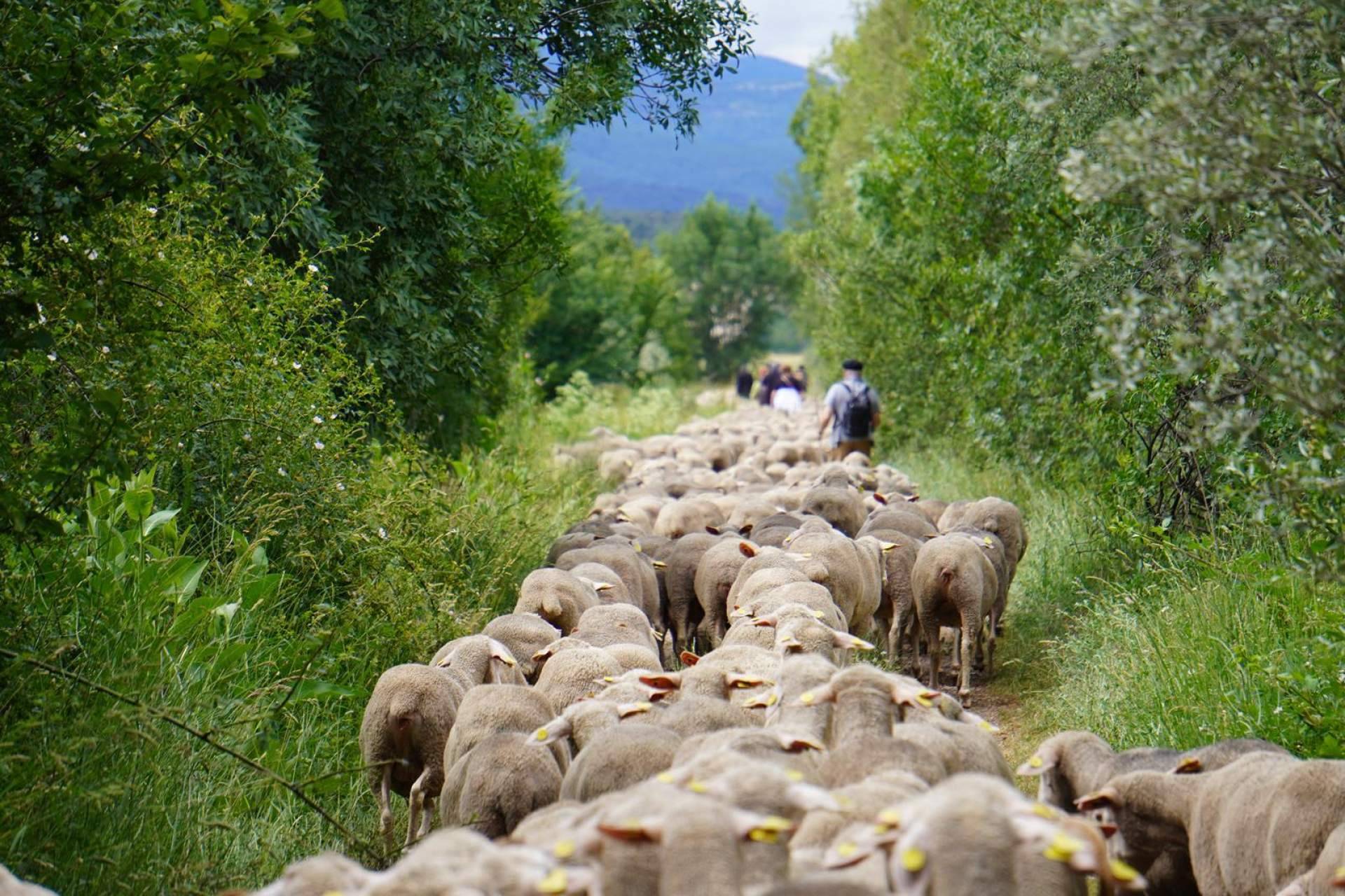 La Mancomunidad de Tierras Altas celebrará del 19 al 21 de junio la XVI edición de 'Somos Trashumantes'
