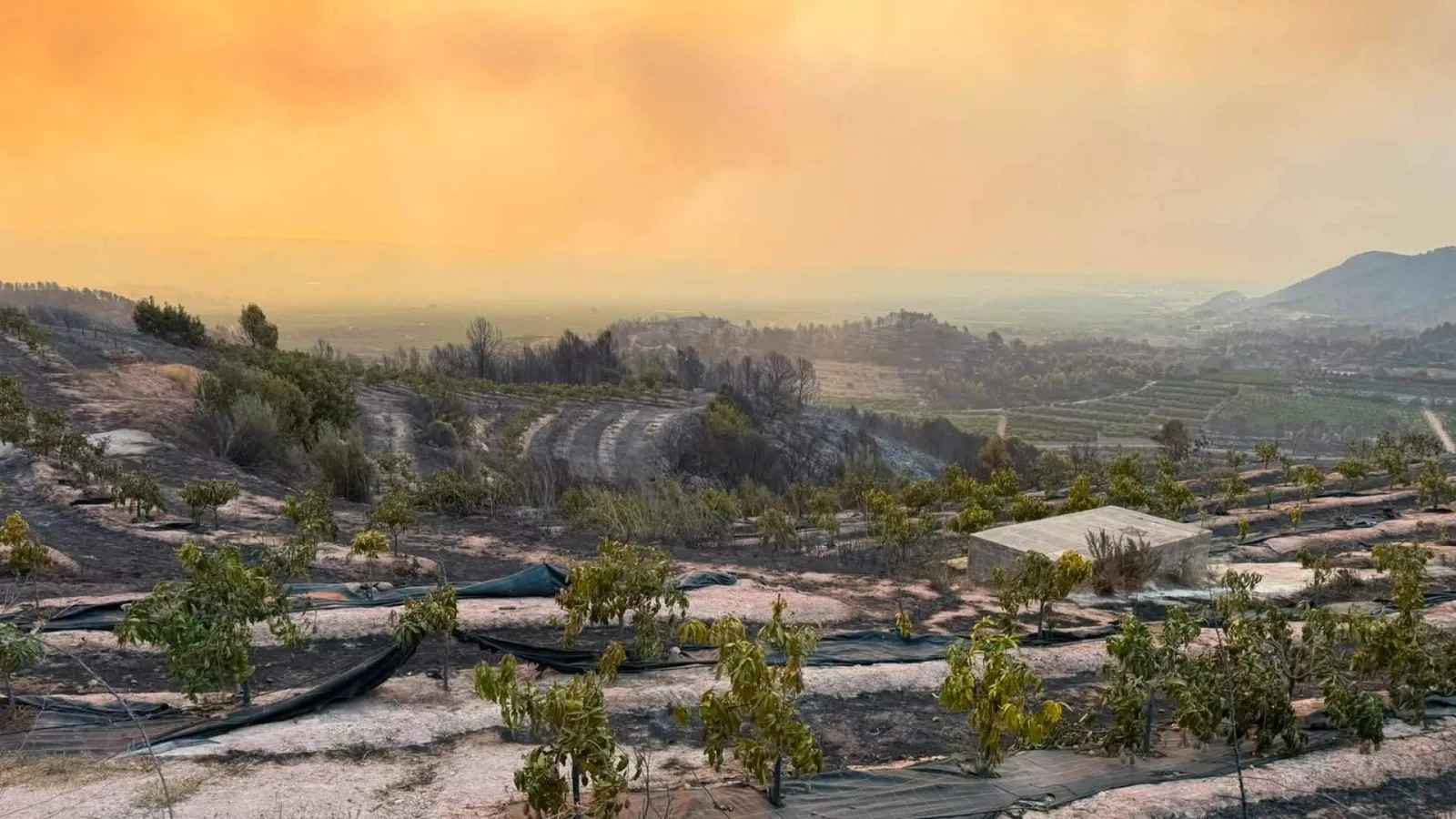 El incendio de Sierra de Espadán arrasa la finca de Tropitop y activa una campaña de recuperación